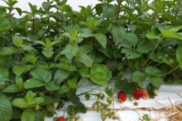 Cпільний посів суниці та м'яти вигідний для фермерів