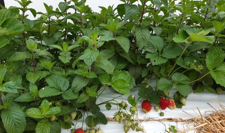 Cпільний посів суниці та м'яти вигідний для фермерів