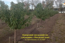 В Україні стартувало промислове вирощування іспанського мигдалю