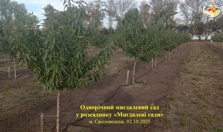 В Україні стартувало промислове вирощування іспанського мигдалю