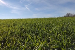 Сівба озимих завершилася в АФ «Ольгопіль»: найбільше посіяли пшениці