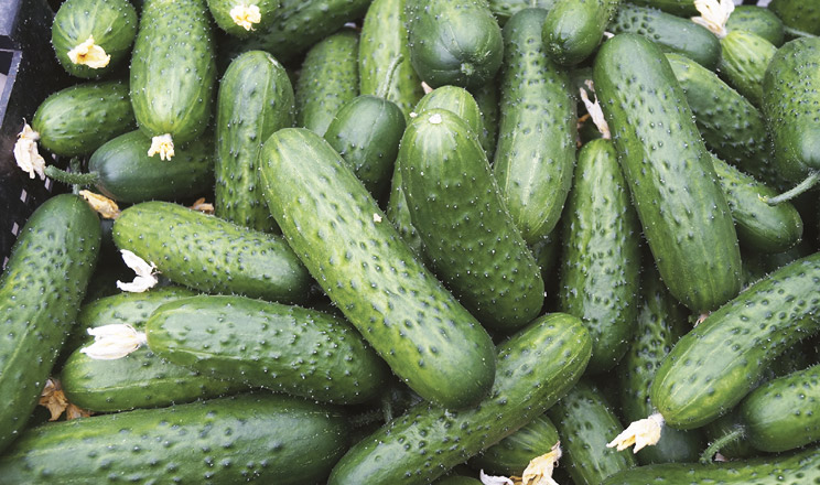 Цьогорічний овочевий сезон в Україні загалом — стабільний за врожайністю, проте виявив тривожні тенденції у структурі виробництва