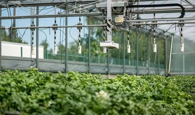 Німецькі вчені розшифрують геноми 6357 сортів картоплі, щоб захистити від посухи та хвороб