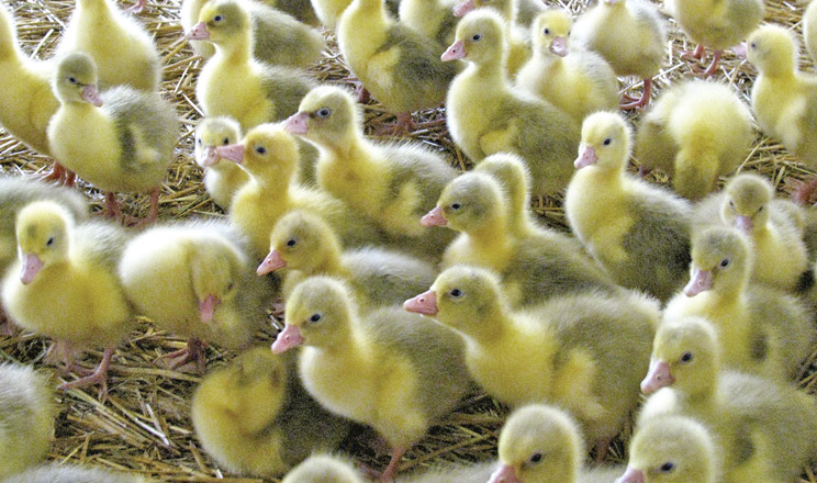 Застосування інноваційних кормових добавок на основі дріжджової клітини для гусей