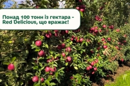 В українському саду виростили урожай яблук понад 100 т/га 