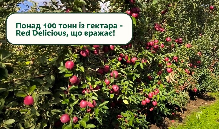 В українському саду виростили урожай яблук понад 100 т/га
