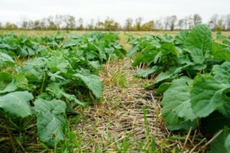 Озимий ріпак у Tekom Agro Group сіяли в сухий ґрунт: нині посіви у доброму стані
