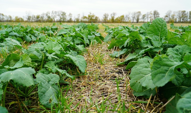 Озимий ріпак у Tekom Agro Group сіяли в сухий ґрунт: нині посіви у доброму стані