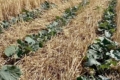 Найбільше для вирощування за технологією  no-till підходять соняшник і ріпак – досвід