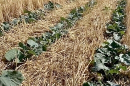 Найбільше для вирощування за технологією  no-till підходять соняшник і ріпак – досвід