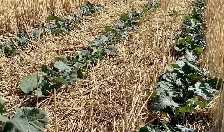 Найбільше для вирощування за технологією no-till підходять соняшник і ріпак – досвід