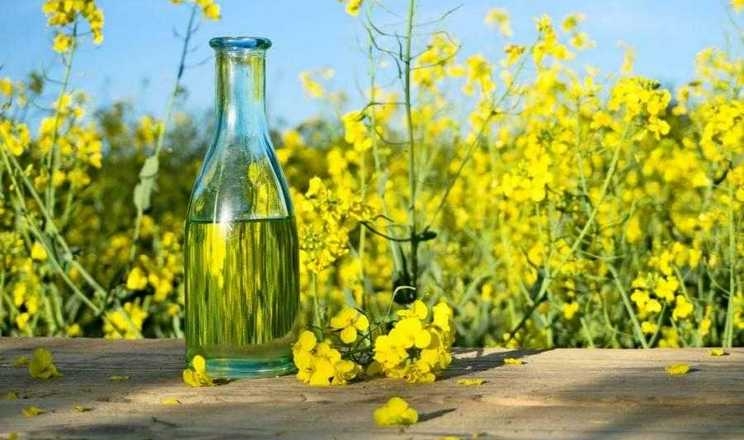 Україна експортувала рекордну кількість ріпакової олії