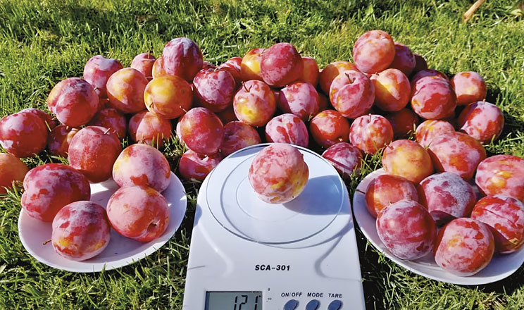 Революція слив