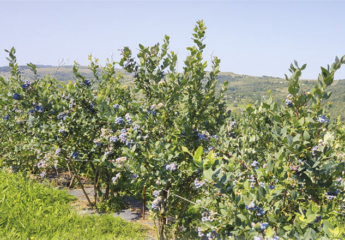 Ең жабайы және ең заманауи ана-ұлы порно