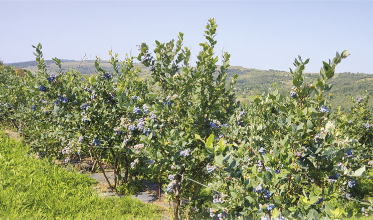 Лохина на висоті