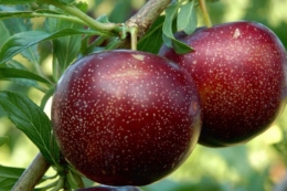 Диплоїдні сливи дають до 65 т/га і є дефіцитом на ринку