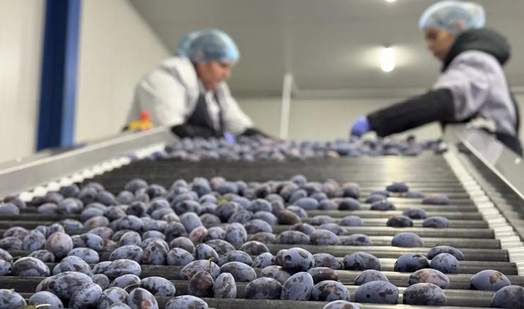 Молдова інвестує в холодильники та сортувальні лінії фруктів