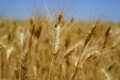 Площі під твердою пшеницею збільшили в Tekom Agro Group