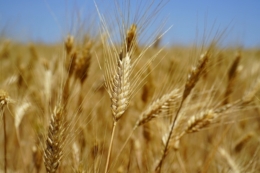 Площі під твердою пшеницею збільшили в Tekom Agro Group