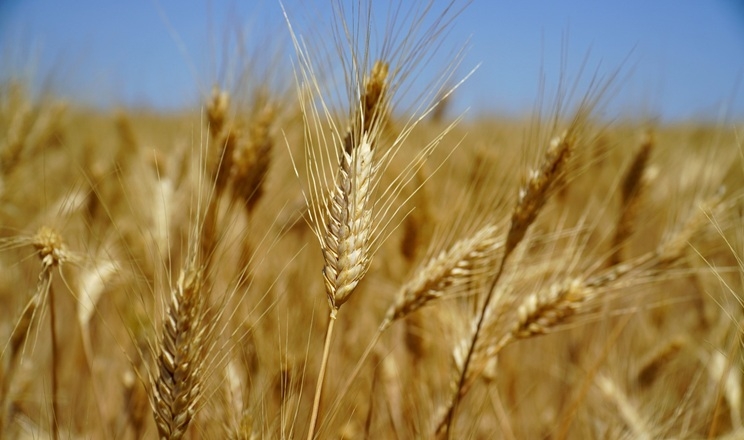 Площі під твердою пшеницею збільшили в Tekom Agro Group