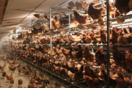 Адаптація приміщення при переході на євроклітку може обійтись до 700–800 тис. євро