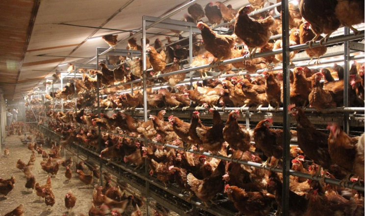 Адаптація приміщення при переході на євроклітку може обійтись до 700–800 тис. євро