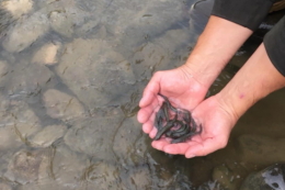 Форелевий завод «Лопушно» випустив до водойм 324 тис. мальків лососевих ￼