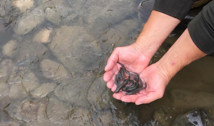 Форелевий завод «Лопушно» випустив до водойм 324 тис. мальків лососевих