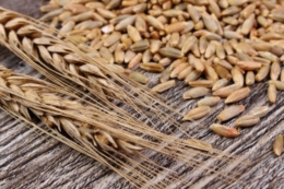 Україна уп’ятеро збільшить імпорт жита і житнього борошна