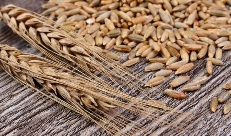 Україна уп’ятеро збільшить імпорт жита і житнього борошна