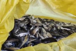 97 тис. рибин вселили у водойму-охолоджувач Хмельницької АЕС