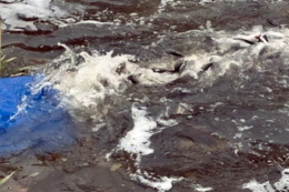 Сухий Кагамлик у Кременчуці зарибили товстолобом