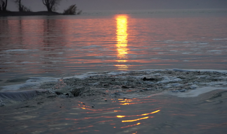 Історичне зариблення: 18,5 тонн товстолоба поповнили Кременчуцьке водосховище