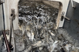 Дністровський лиман зарибили за кошти, отримані від аукціонів