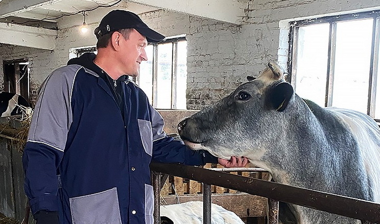 Бельгійська біло-блакитна порода ‒ дуже перспективна для виробництва яловичини