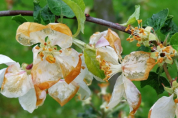 Дніпропетровські садівники втратили до 95% урожаю яблук