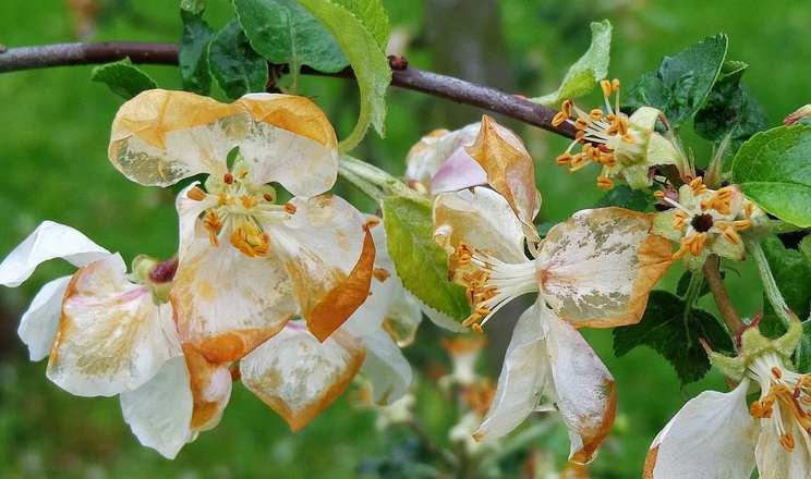 Дніпропетровські садівники втратили до 95% урожаю яблук