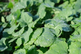 Як забезпечити ефективний контроль лускокрилих шкідників у посівах ріпаку