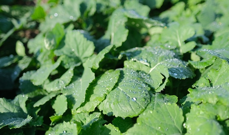 Як забезпечити ефективний контроль лускокрилих шкідників у посівах ріпаку