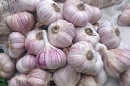 Українські сорти часнику шикують в Іспанії
