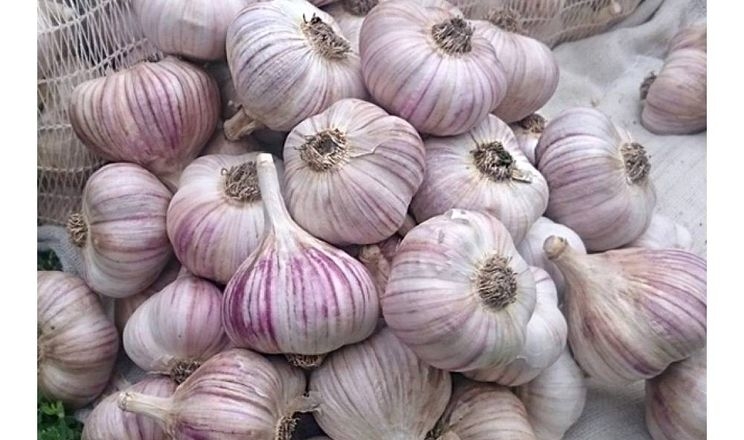Українські сорти часнику шикують в Іспанії