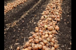 «МХП» оголосив про подальший розвиток овочівництва