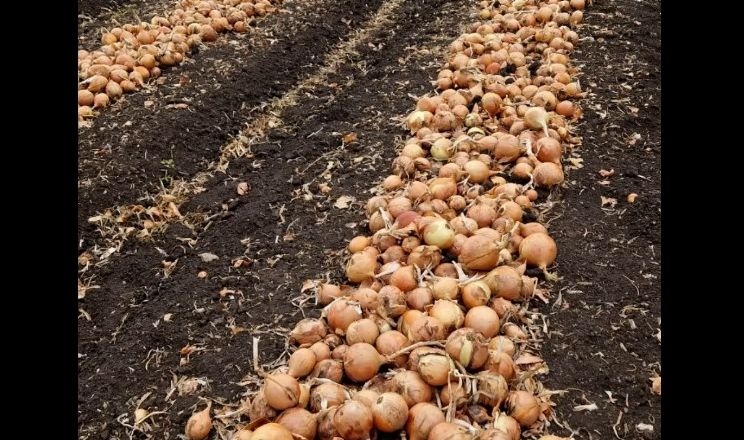 «МХП» оголосив про подальший розвиток овочівництва
