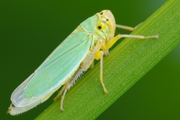 Похолодання та опади уповільнили розвиток і шкідливість сисних шкідників