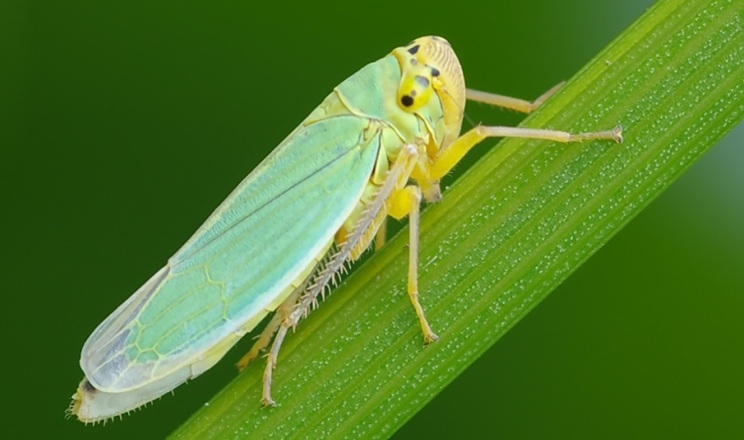 Похолодання та опади уповільнили розвиток і шкідливість сисних шкідників