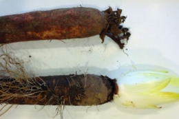 Вчені планують зробити біоінсектицид з цикорію