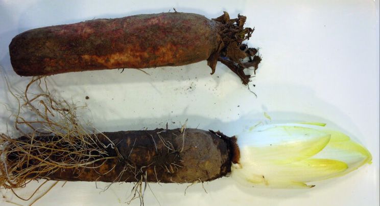 Вчені планують зробити біоінсектицид з цикорію