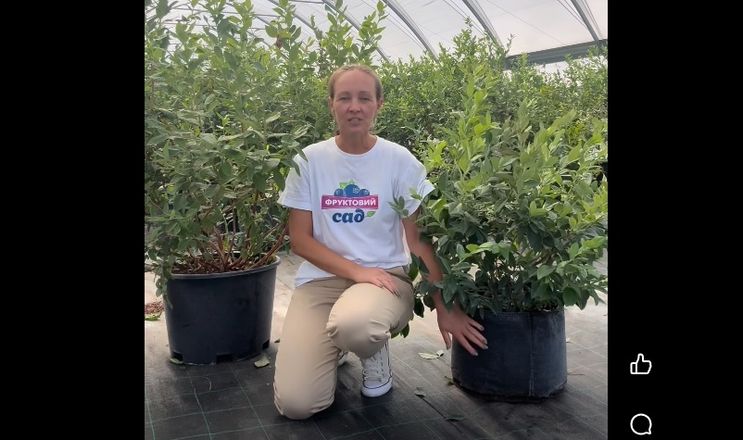 Компанія з Київщини почала вирощувати лохину на гідропониці