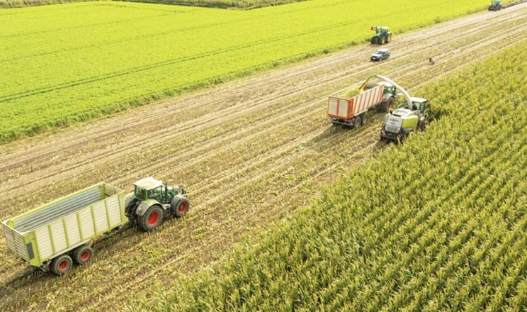 Якісний силос з гібридами кукурудзи IFAGRI