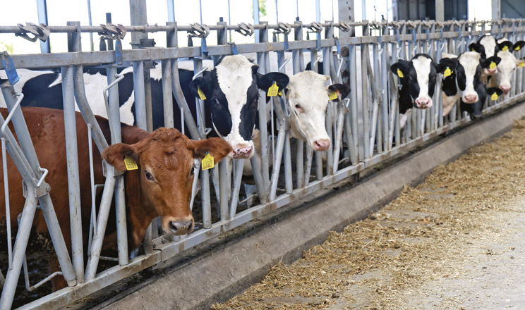 Інструмент у руках фермера